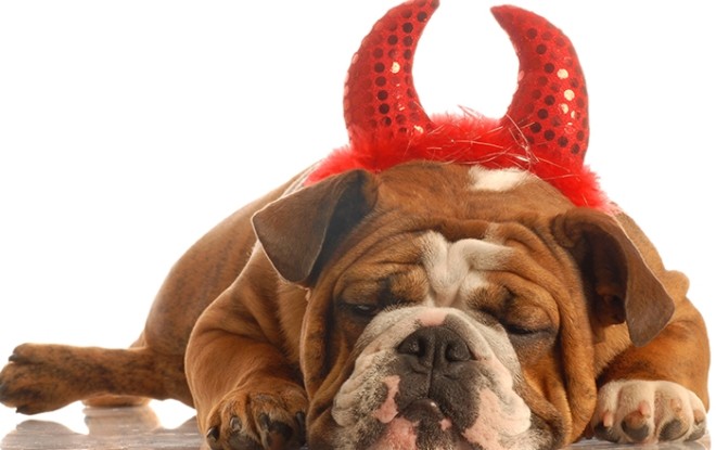 foto de um buldoque castanho claro dormindo com um chifre falso vermelho de diabinho na cabeça.
